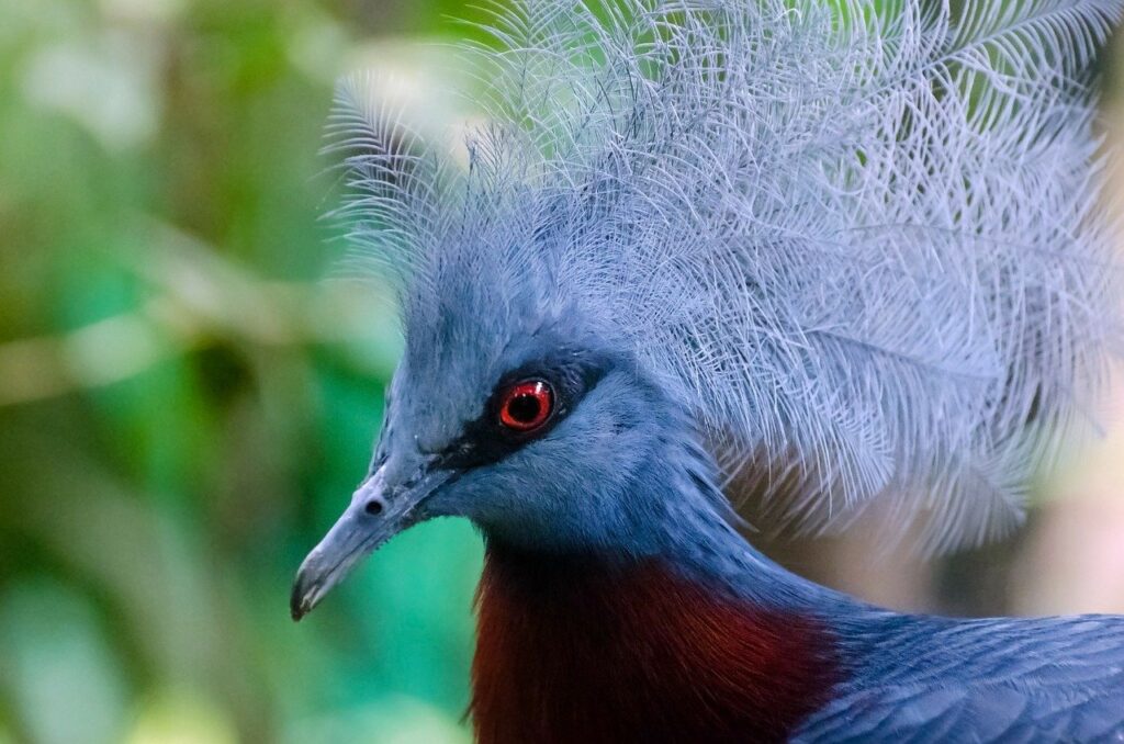 pigeon, crown, crowned