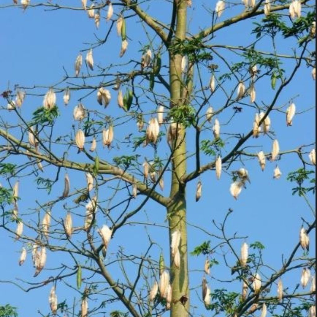 Cotton Pod (Ceiba pentandra), Bombax ceiba