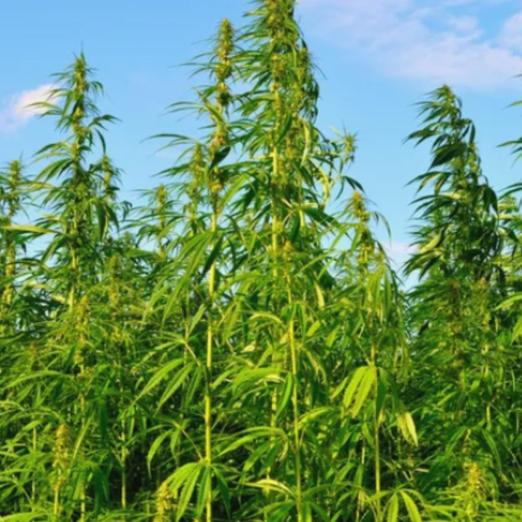 Hemp – Cannabis