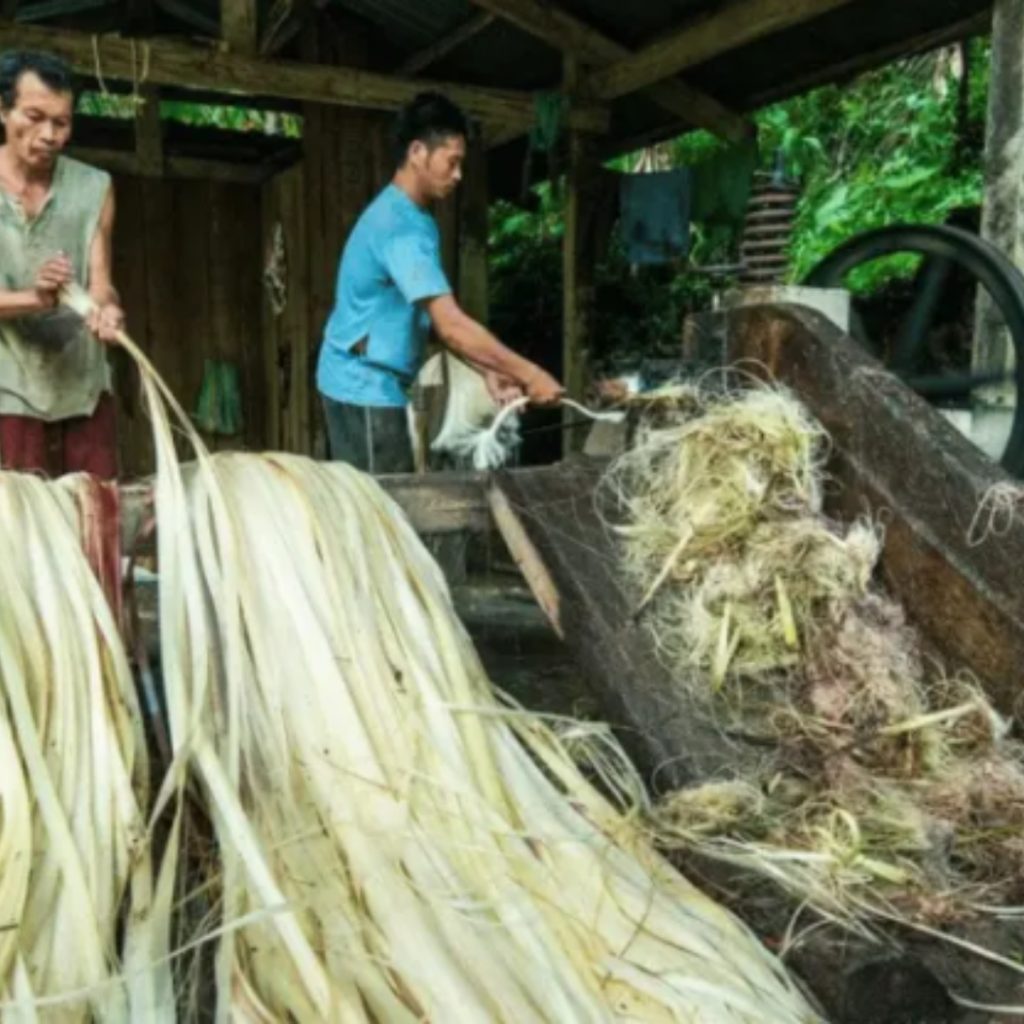 Banana Silk from Musa fabrics / Abaca.