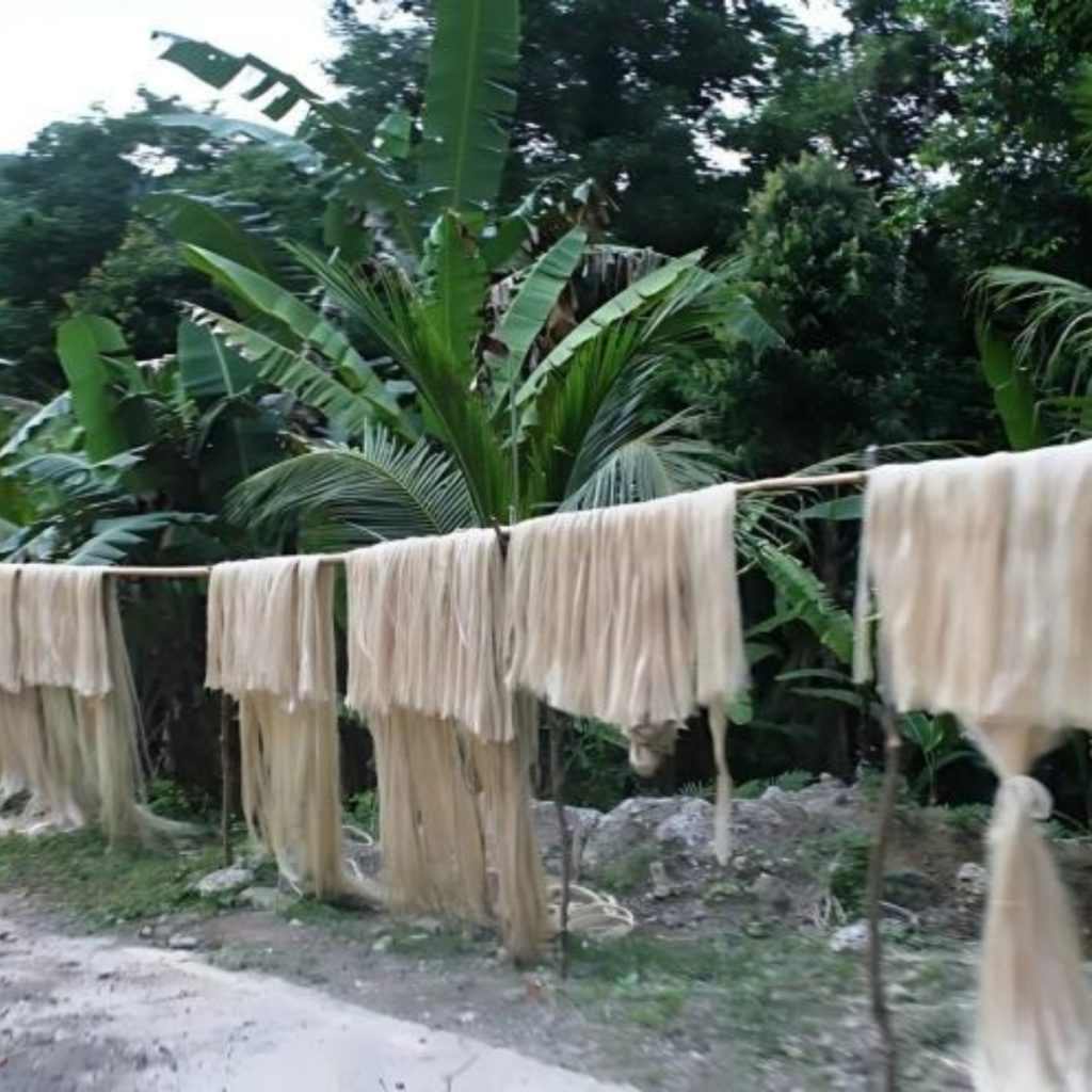 Banana Silk from Musa fabrics / Abaca.