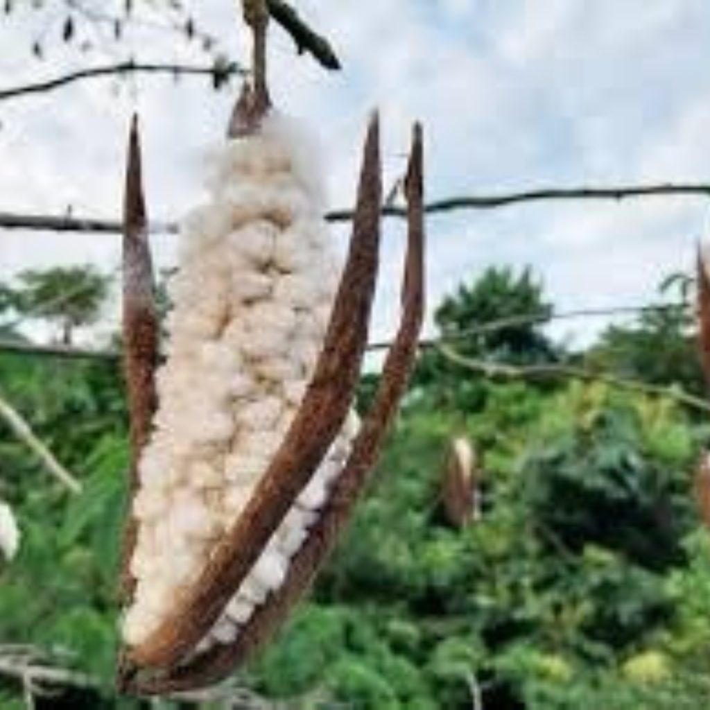 Cotton Pod (Ceiba pentandra), Bombax ceiba